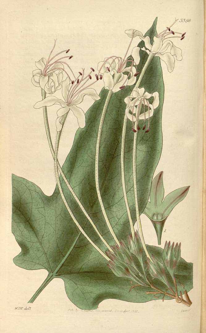 no HD illustration available (3)