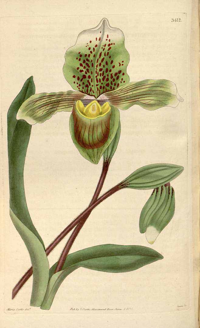 no HD illustration available (3)