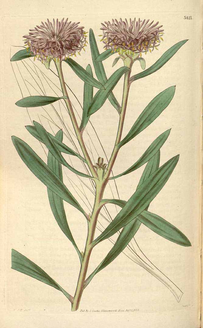 no HD illustration available (3)