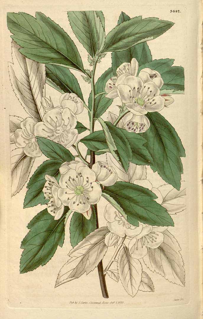 no HD illustration available (3)