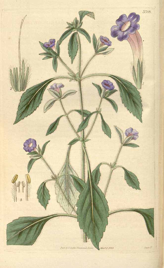 no HD illustration available (3)