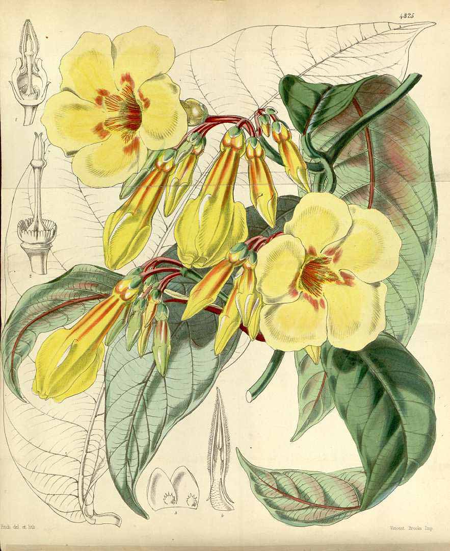 no HD illustration available (3)