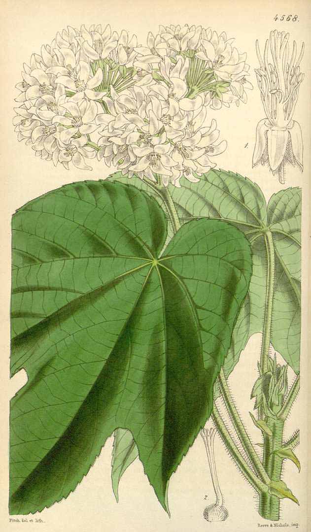 no HD illustration available (3)