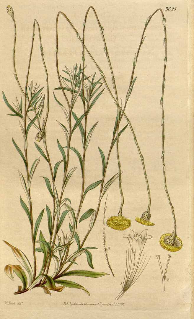 no HD illustration available (3)