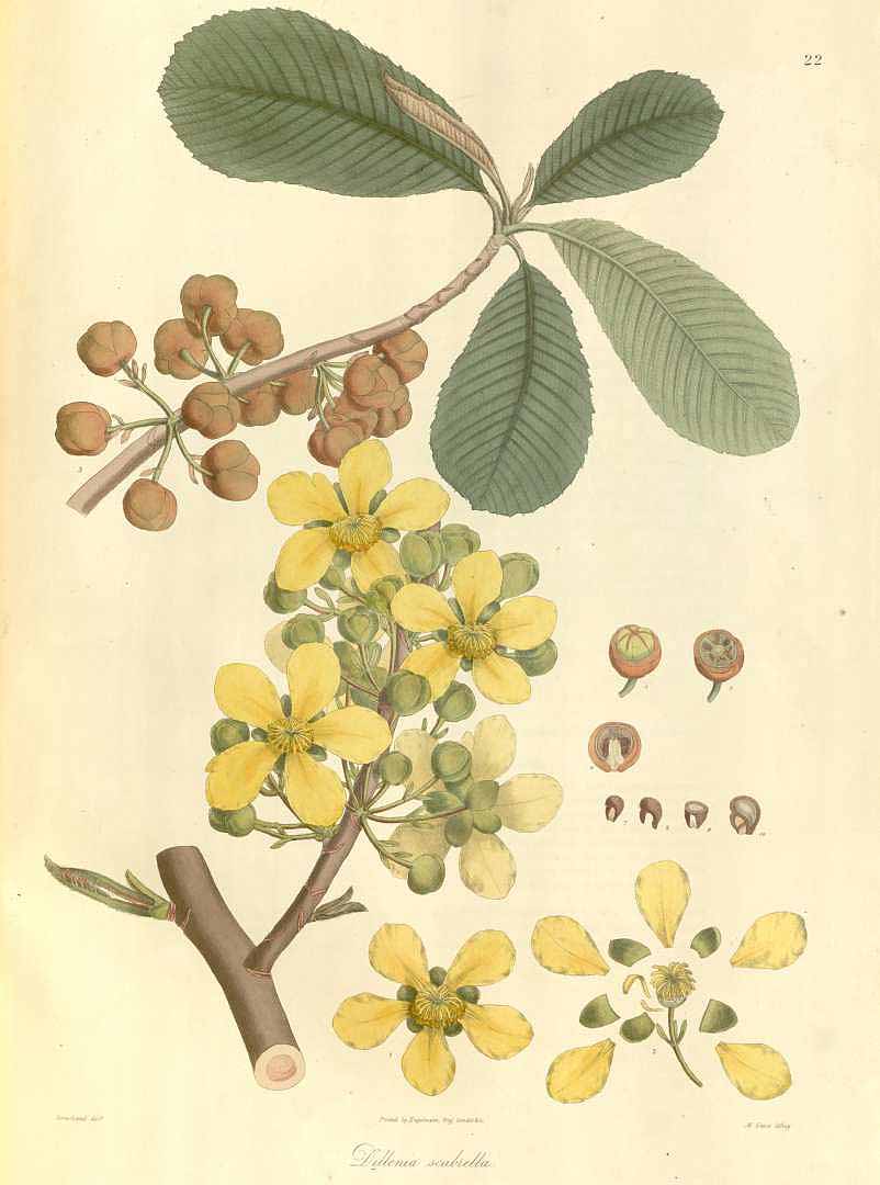 no HD illustration available (3)