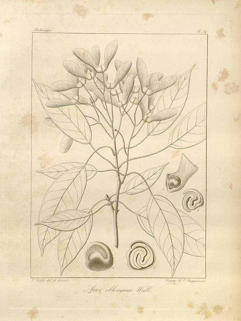 no HD illustration available (3)