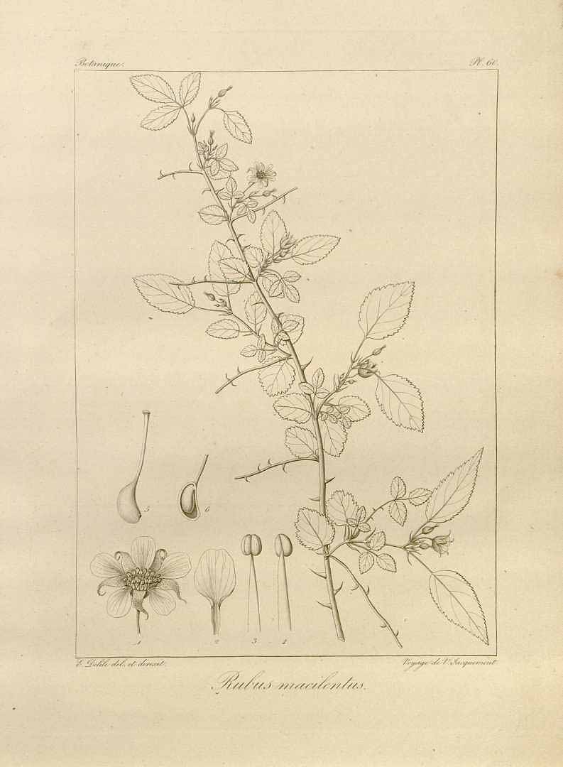 no HD illustration available (3)