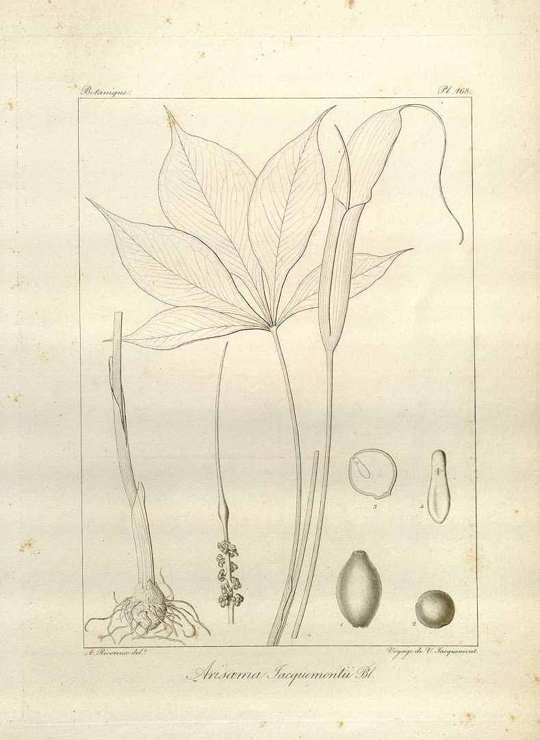 no HD illustration available (3)