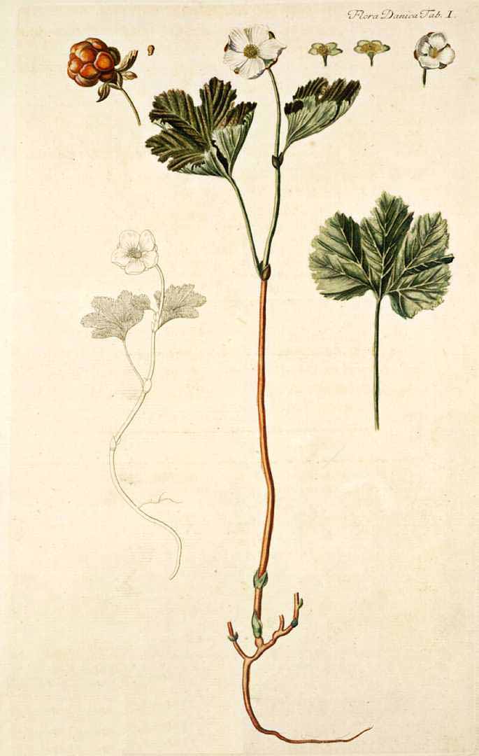 no HD illustration available (3)