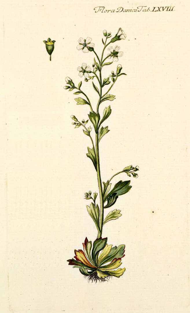 no HD illustration available (3)