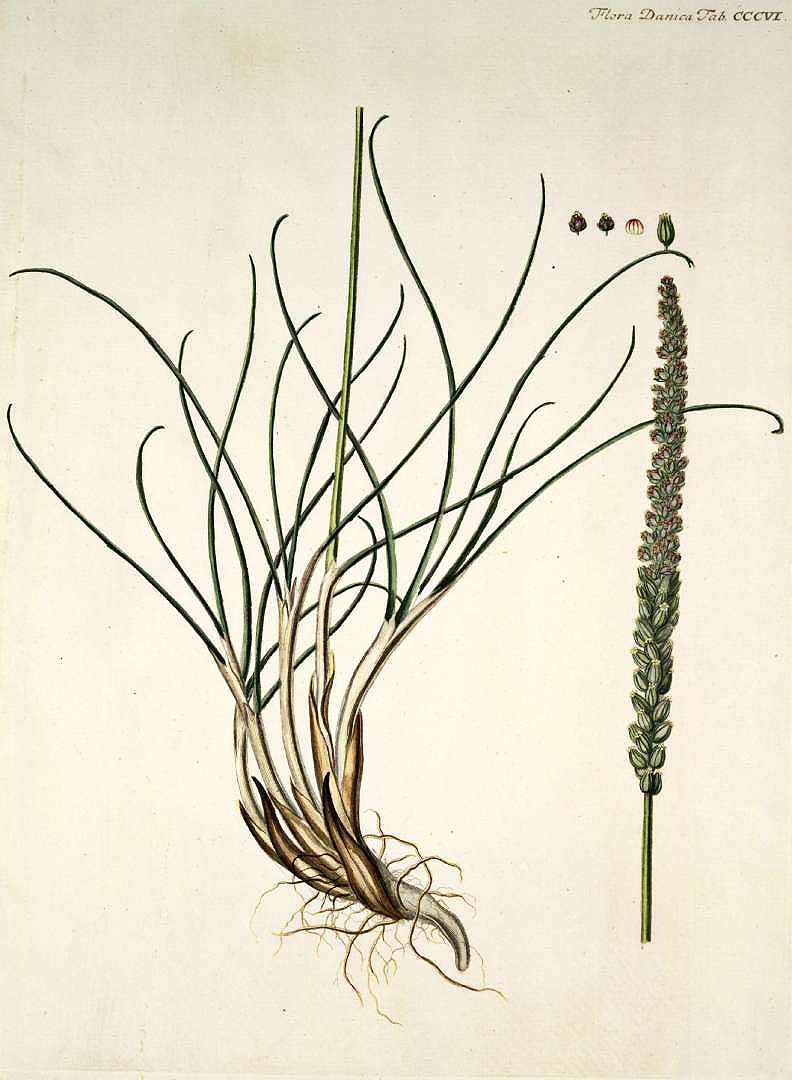 no HD illustration available (3)