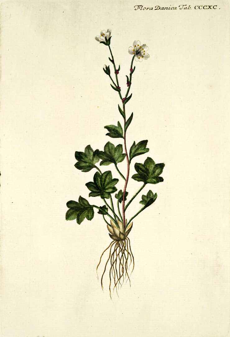 no HD illustration available (3)