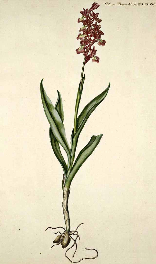 no HD illustration available (3)