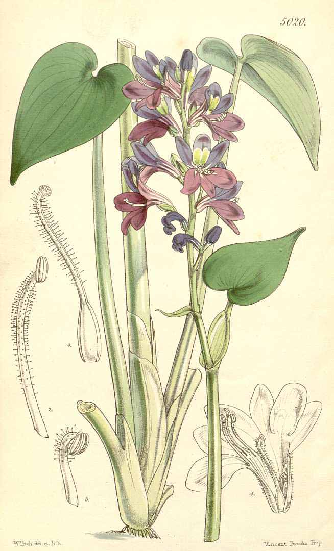 no HD illustration available (3)