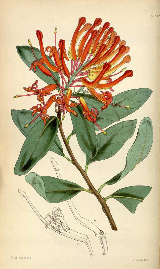 no HD illustration available (3)