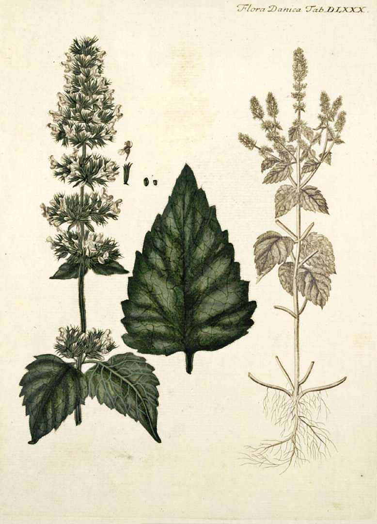 no HD illustration available (3)