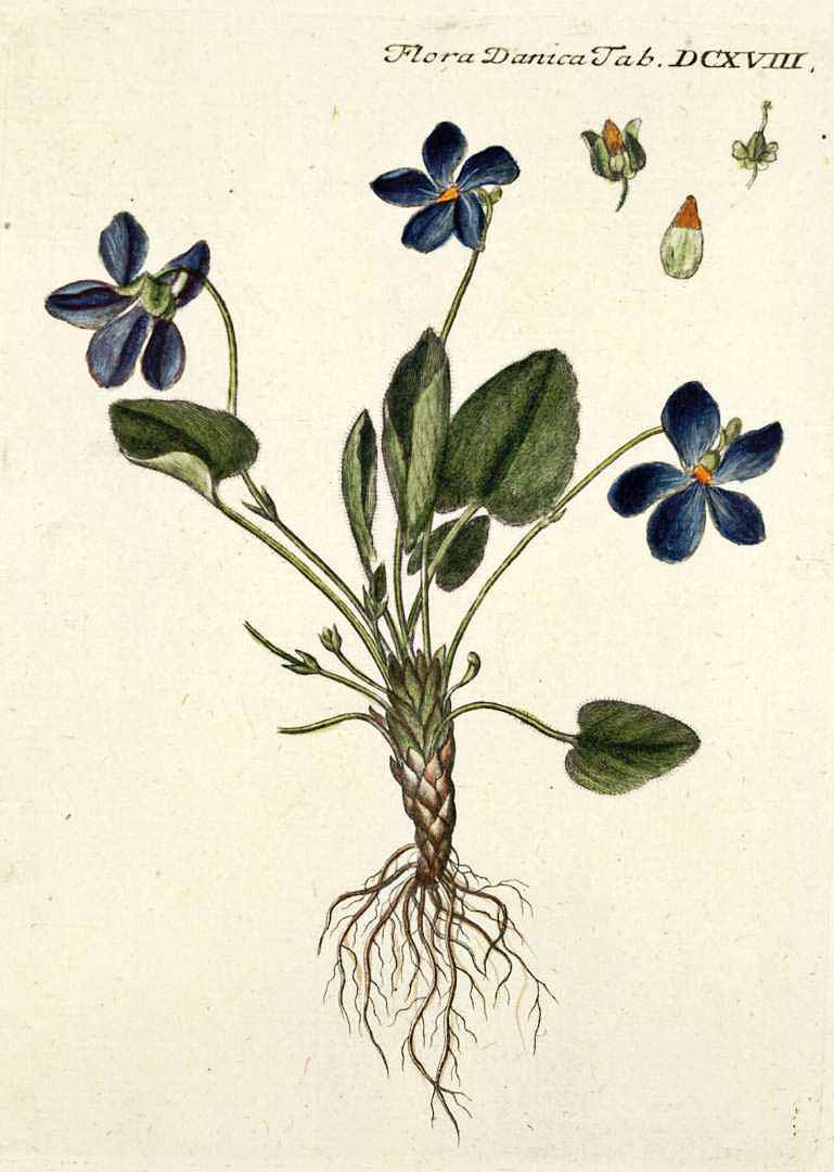 no HD illustration available (3)