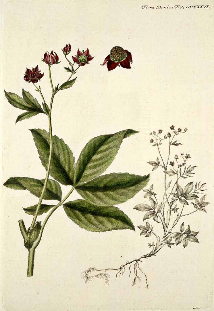 no HD illustration available (3)