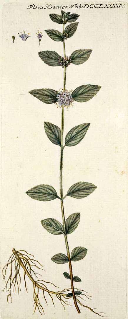 no HD illustration available (3)