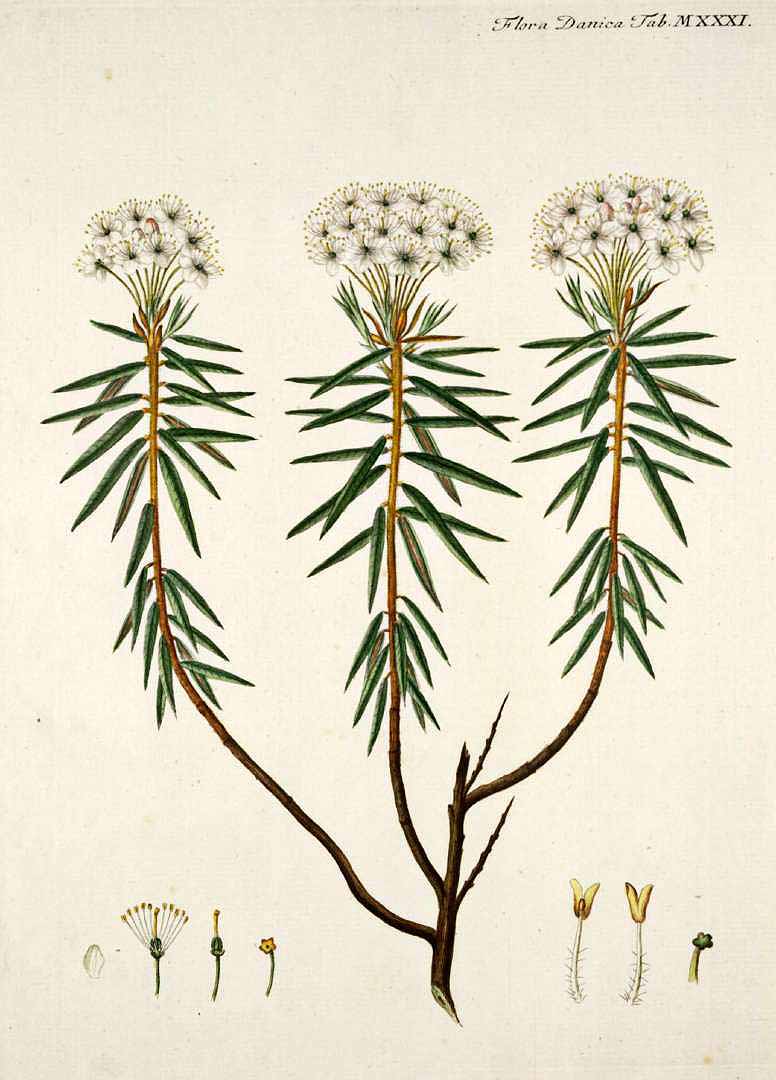 no HD illustration available (3)