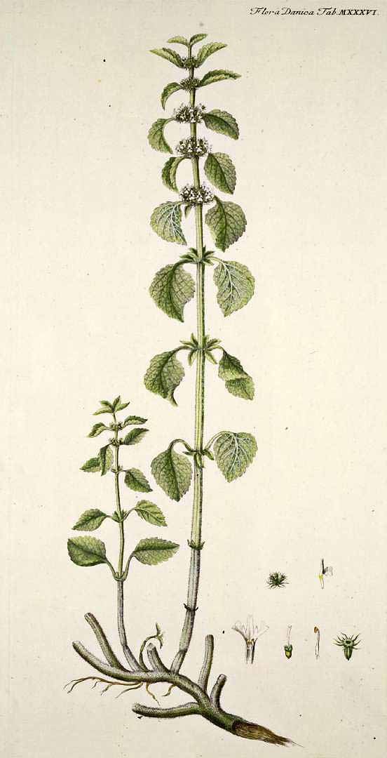 no HD illustration available (3)