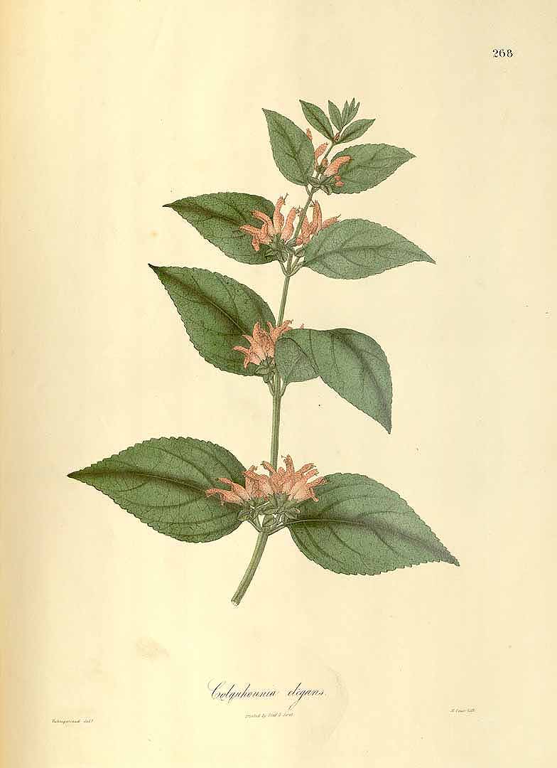 no HD illustration available (3)