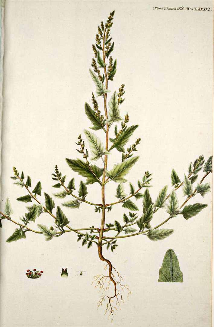 no HD illustration available (3)