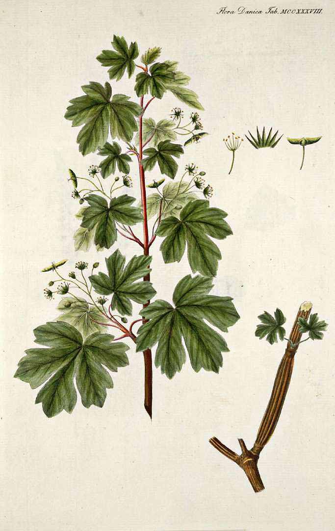 no HD illustration available (3)