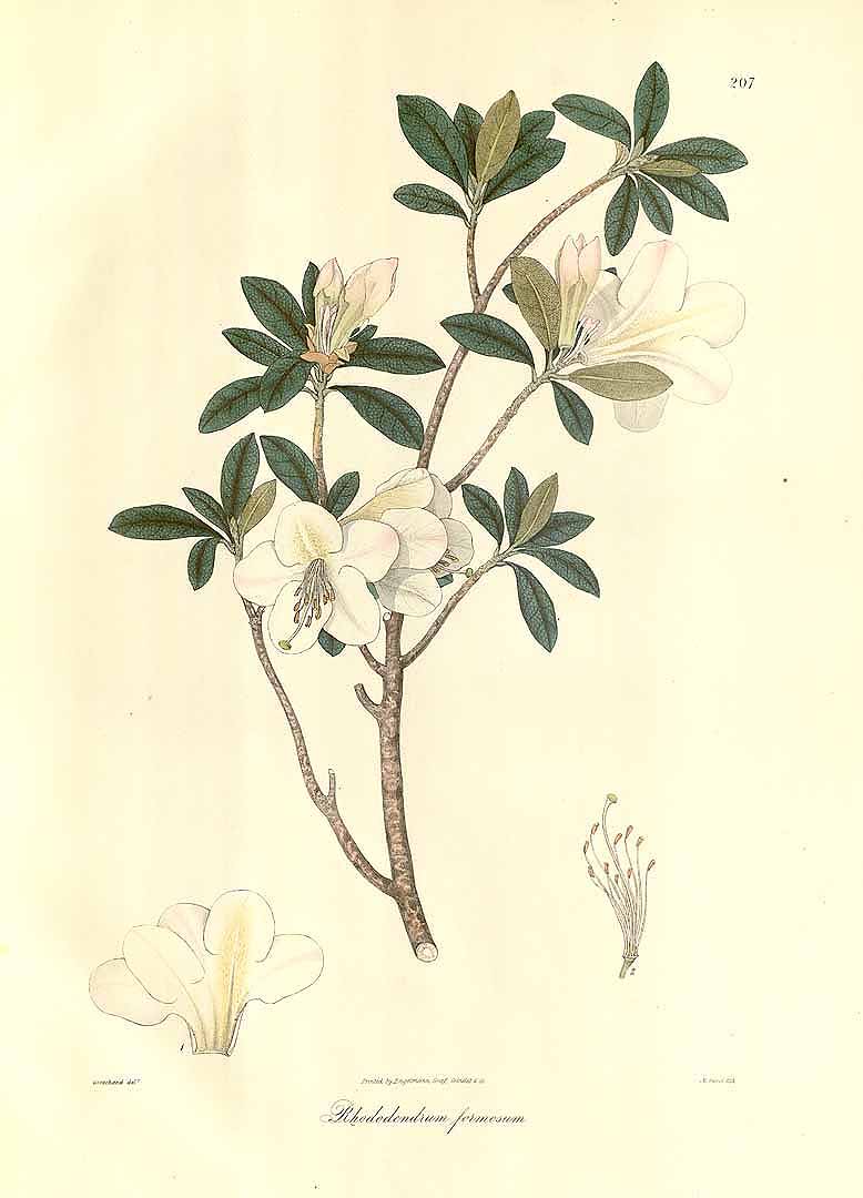 no HD illustration available (3)