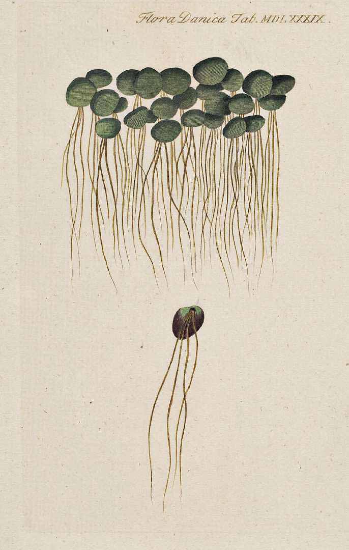 no HD illustration available (3)