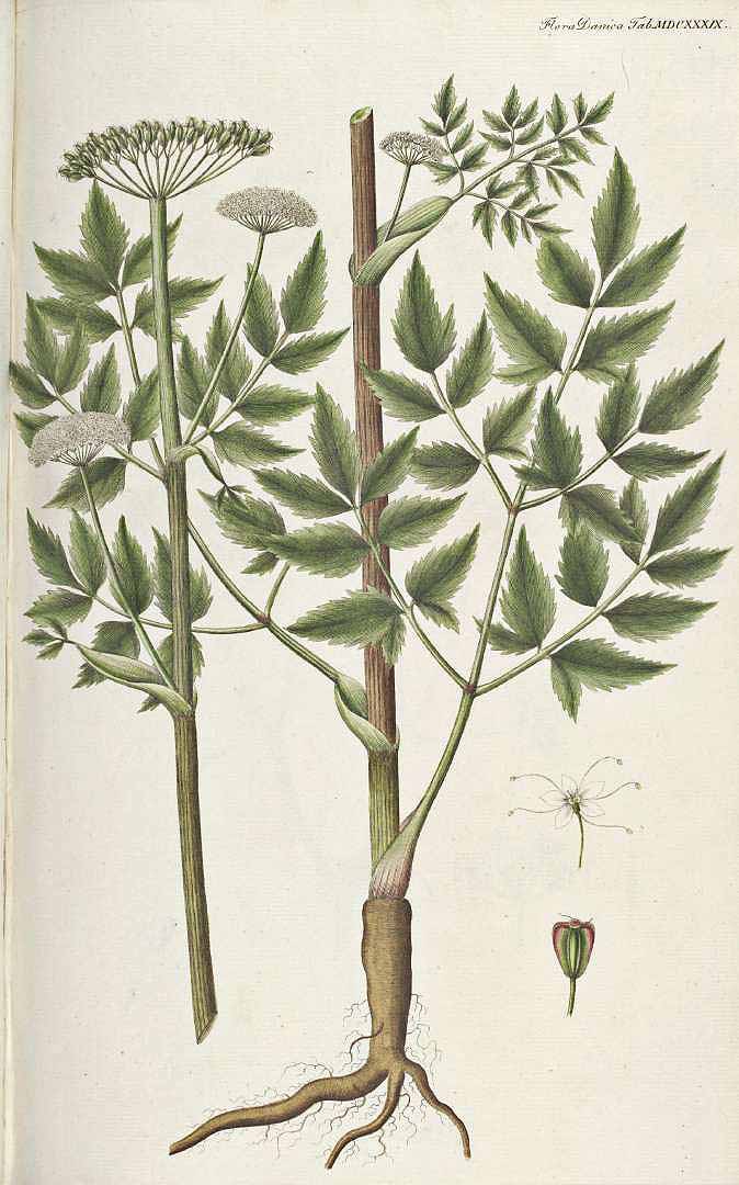 no HD illustration available (3)