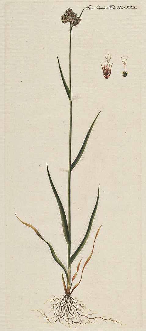 no HD illustration available (3)