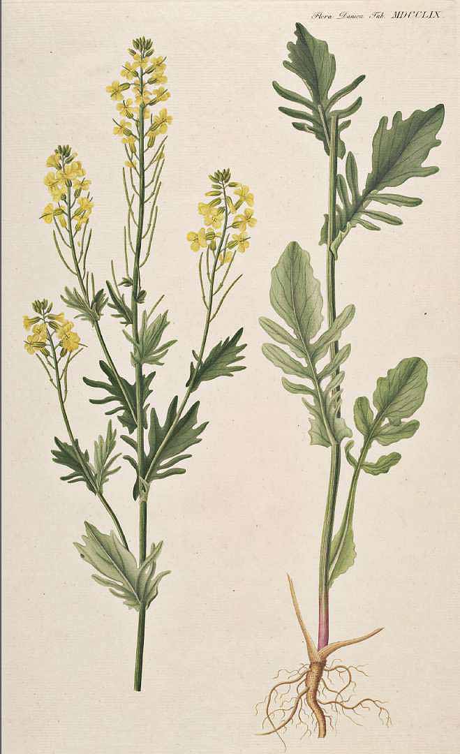 no HD illustration available (3)