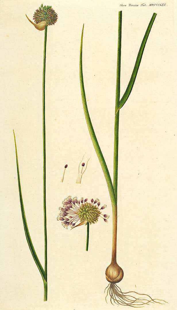 no HD illustration available (3)