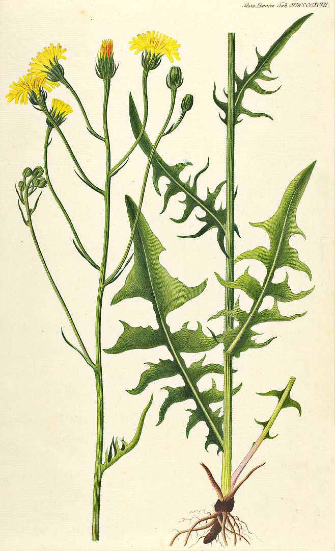 no HD illustration available (3)