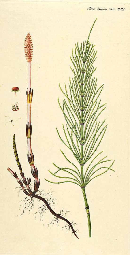 no HD illustration available (3)