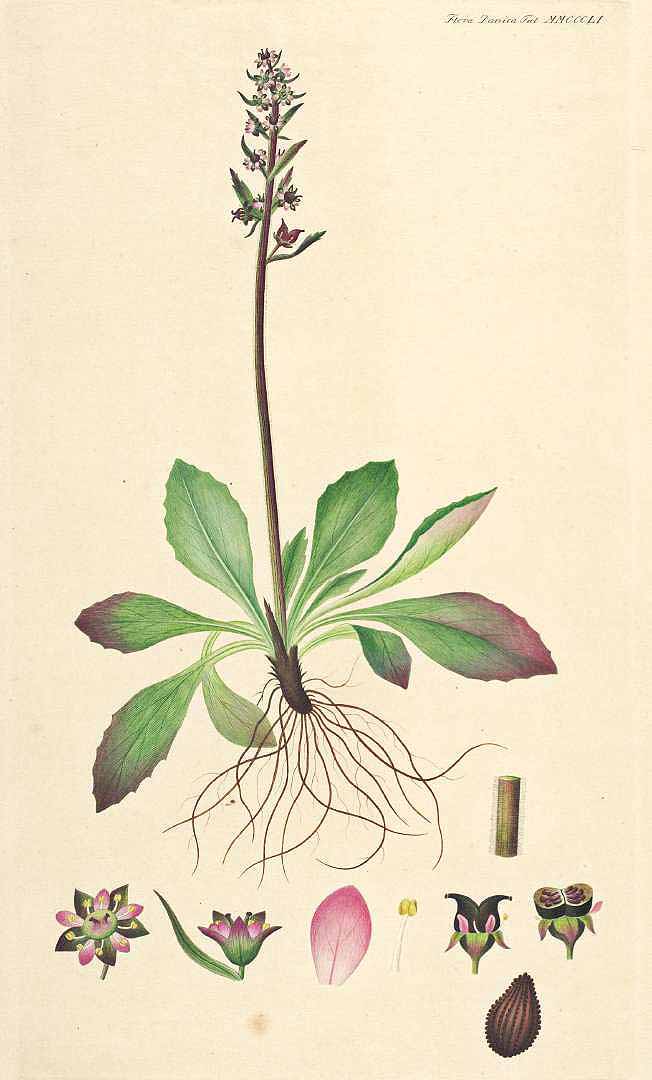 no HD illustration available (3)