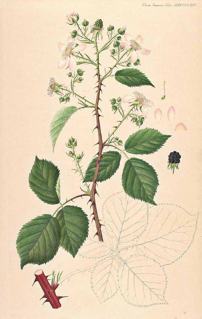 no HD illustration available (3)