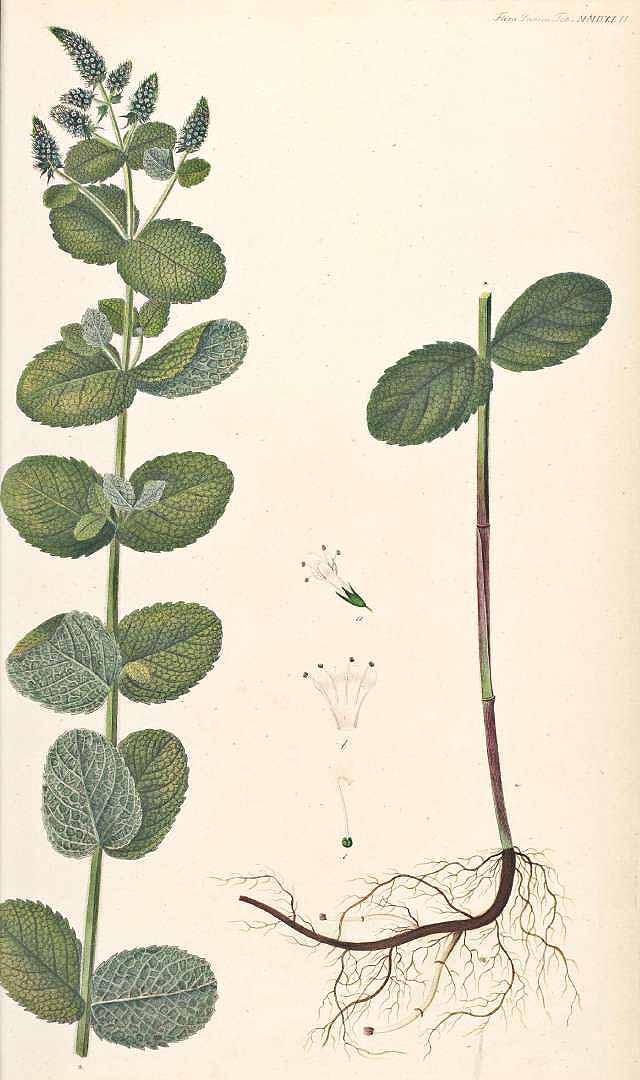 no HD illustration available (3)