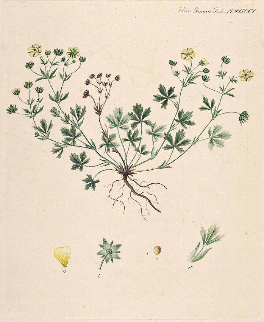 no HD illustration available (3)