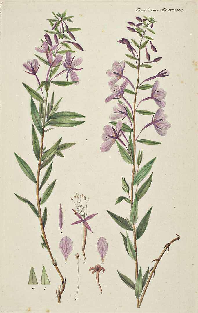 no HD illustration available (3)