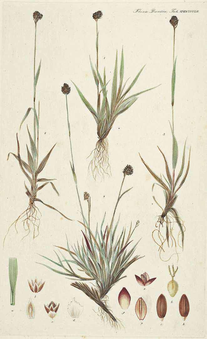 no HD illustration available (3)