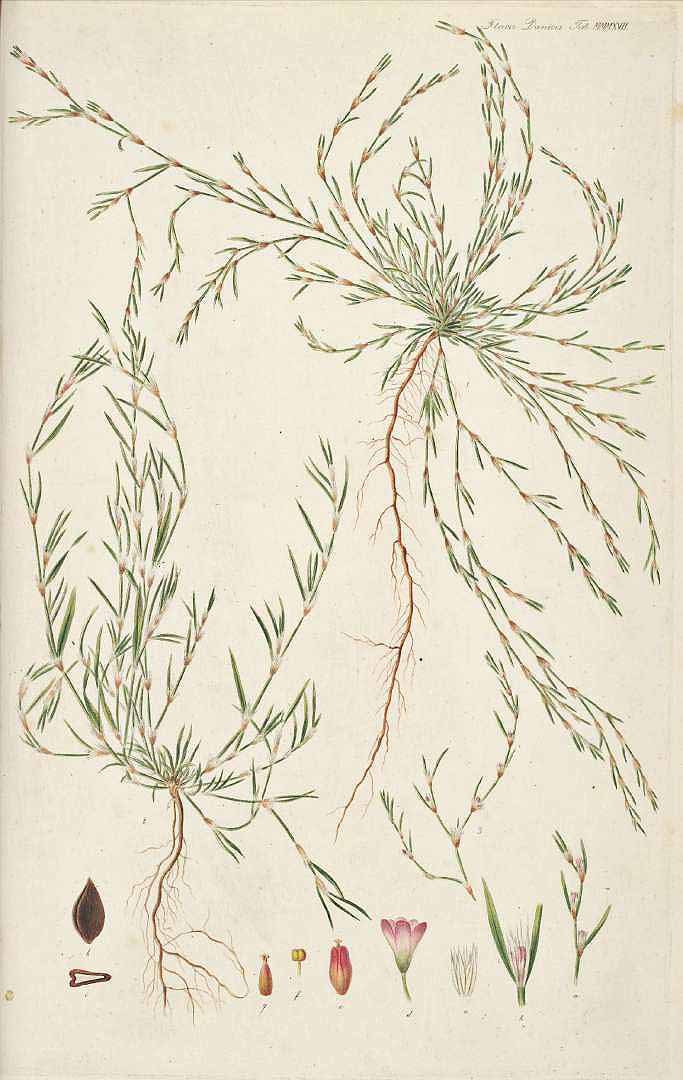 no HD illustration available (3)