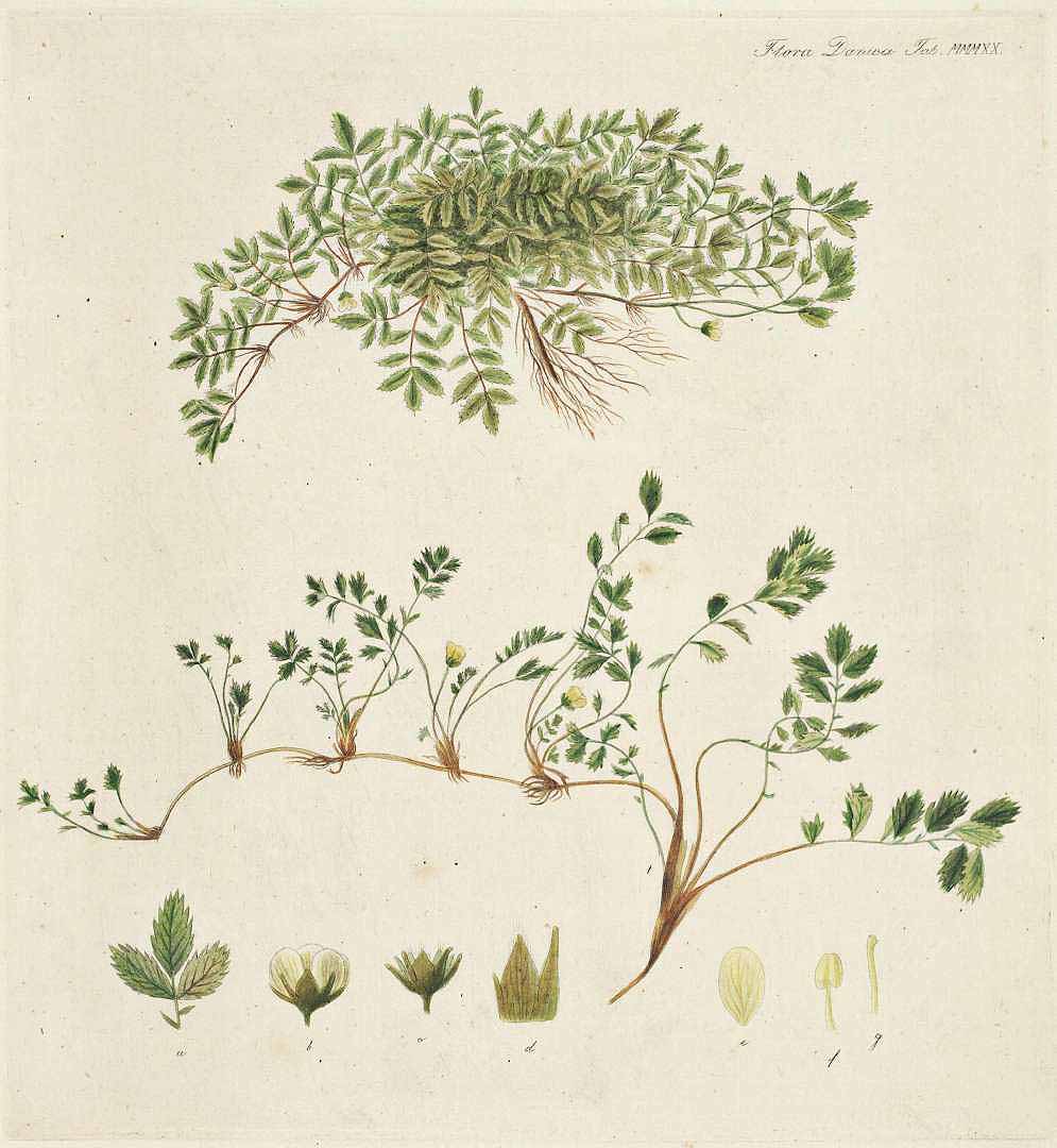 no HD illustration available (3)