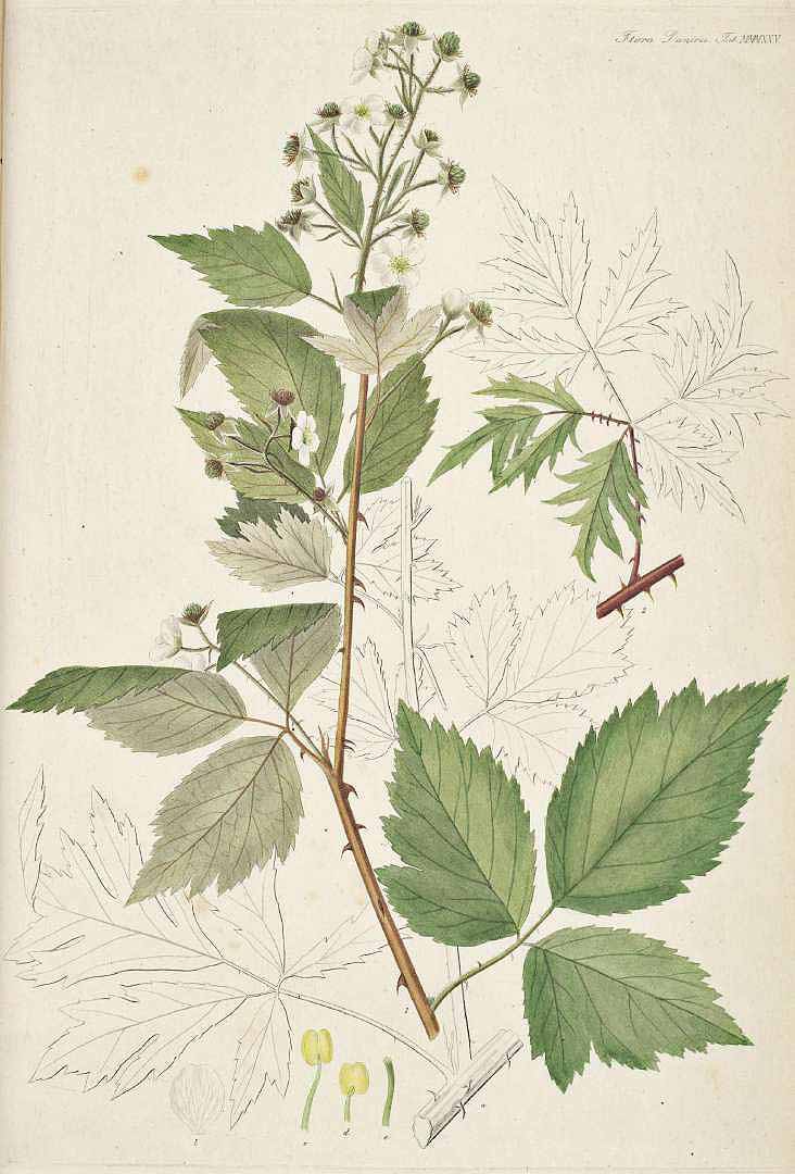 no HD illustration available (3)