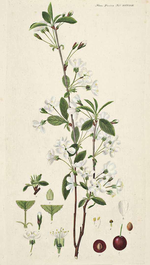 no HD illustration available (3)