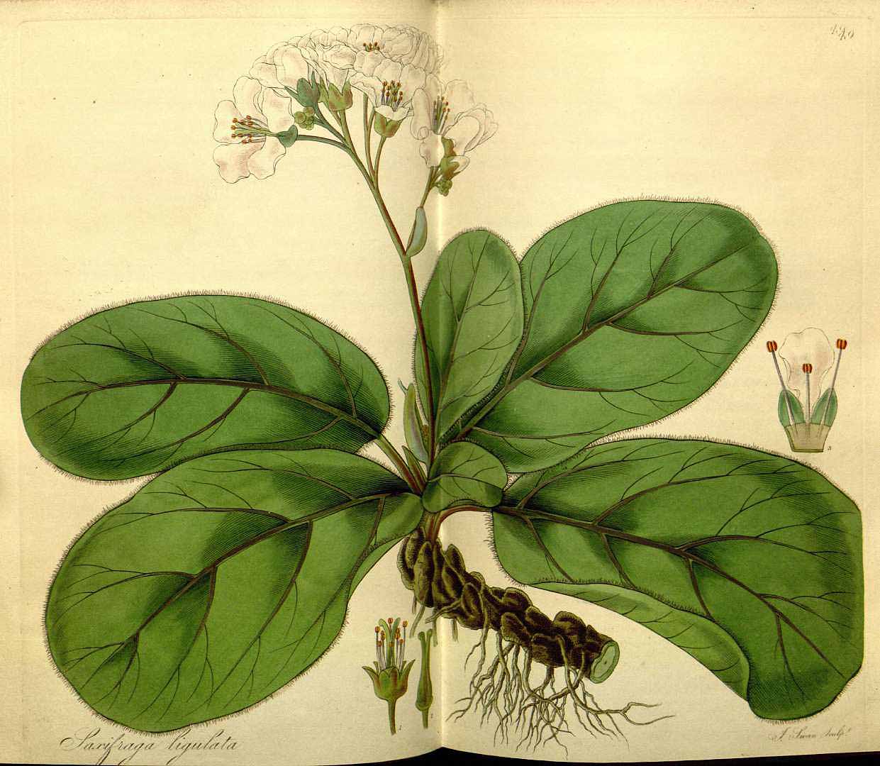 no HD illustration available (3)