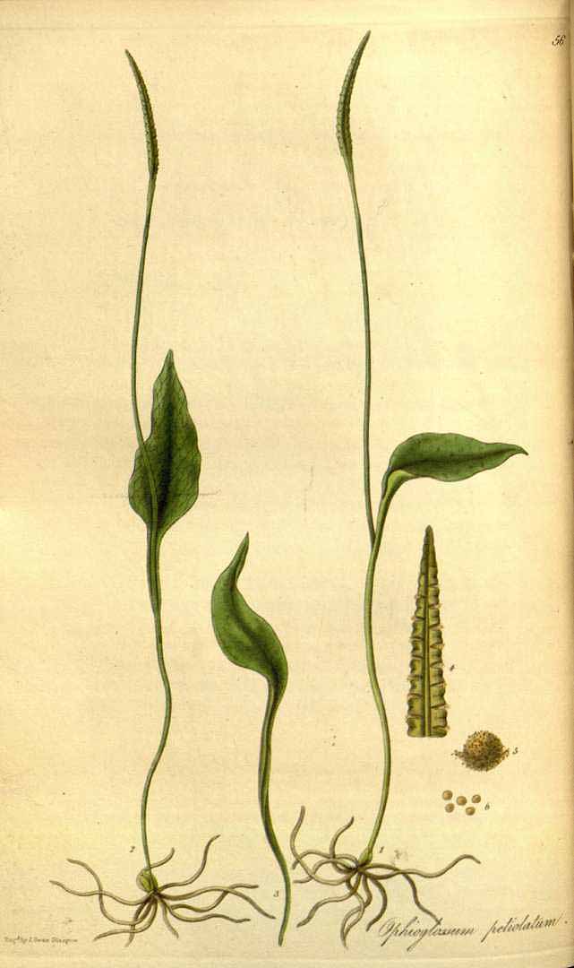 no HD illustration available (3)