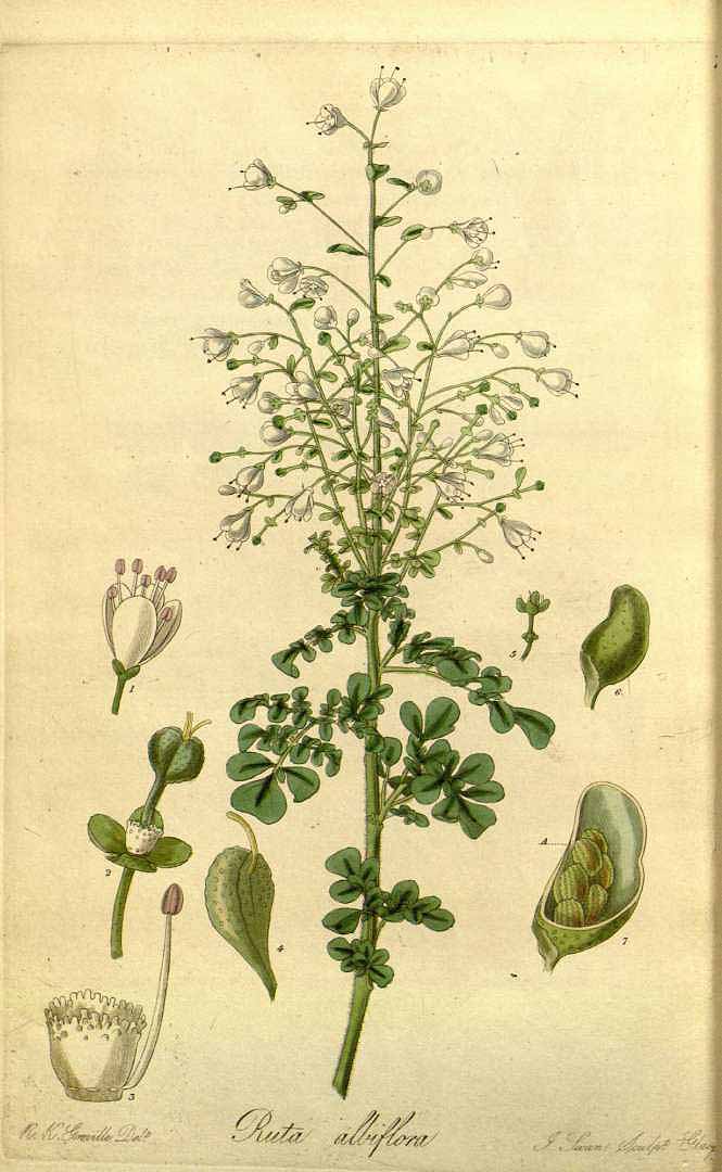 no HD illustration available (3)