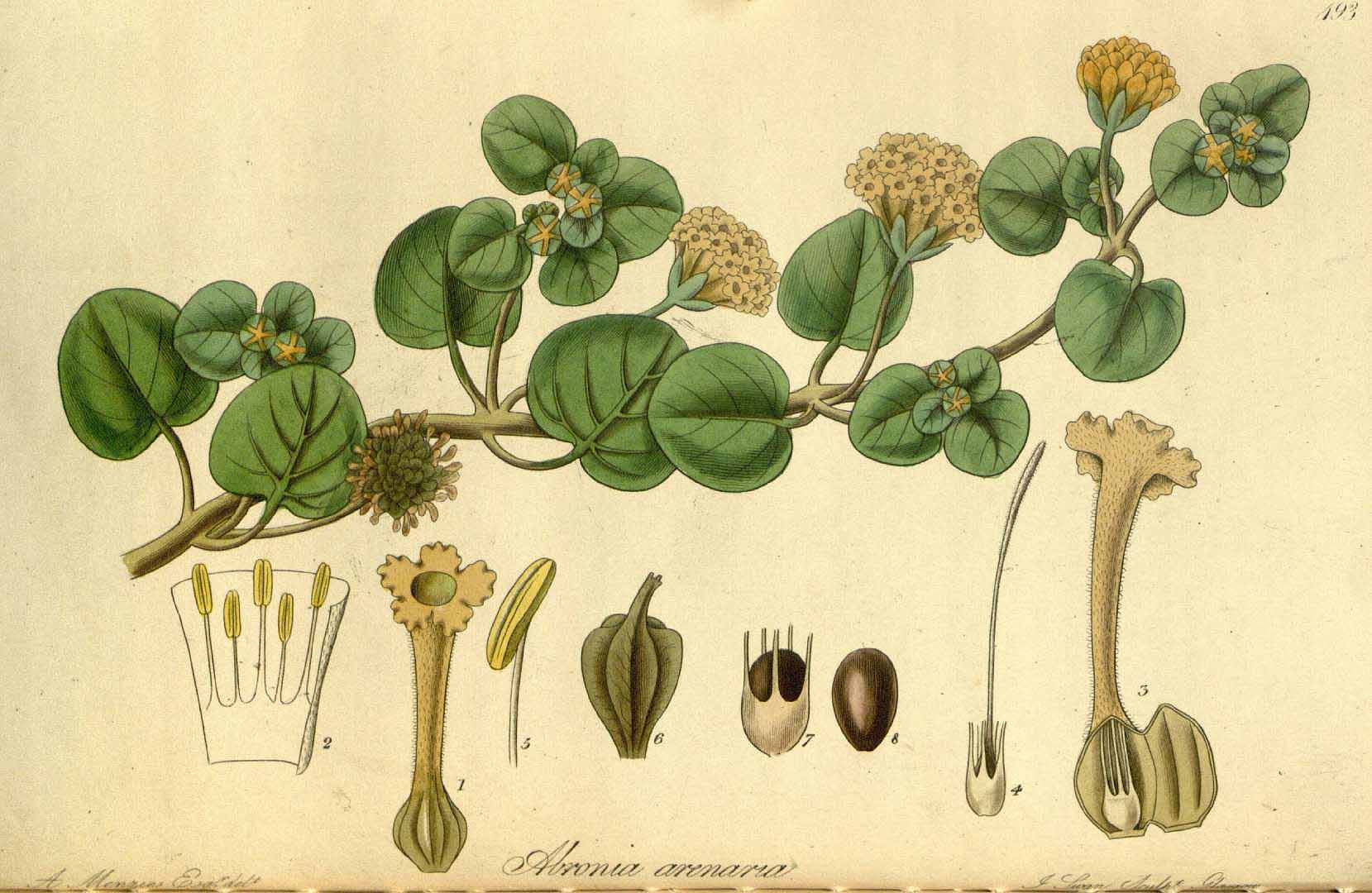 no HD illustration available (3)